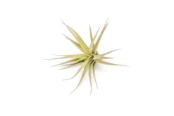 SALE - Tillandsia Aeranthos - Clavel Del Aire - "Carnation Of The Air" Air Plants 9 SALE - Tillandsia Aeranthos - Clavel Del Aire - "Carnation Of The Air" Air Plants -Air Plant Supply Store Tillandsia Air Plant Aeranthos 3 scaled