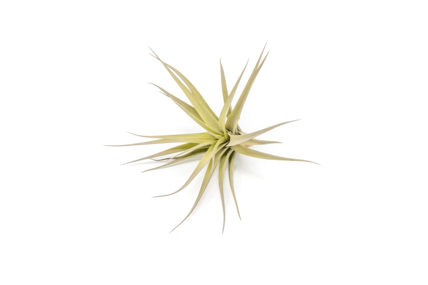 SALE - Tillandsia Aeranthos - Clavel Del Aire - "Carnation Of The Air" Air Plants 4 SALE - Tillandsia Aeranthos - Clavel Del Aire - "Carnation Of The Air" Air Plants - Image 4