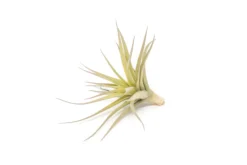 SALE - Tillandsia Aeranthos - Clavel Del Aire - "Carnation Of The Air" Air Plants 8 SALE - Tillandsia Aeranthos - Clavel Del Aire - "Carnation Of The Air" Air Plants -Air Plant Supply Store Tillandsia Air Plant Aeranthos 4 scaled