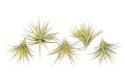 Tillandsia Aeranthos - Clavel Del Aire - "Carnation Of The Air" Air Plants -Air Plant Supply Store Tillandsia Air Plant Aeranthos 5 1b8c53c0 5a8a 4299 b95a 18776a7661dd scaled