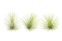 Tillandsia Andreana Air Plants -Air Plant Supply Store Tillandsia Air Plant Andreana 15 1 scaled