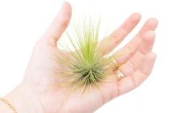 Tillandsia Andreana Air Plant