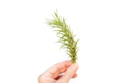 Tillandsia Araujei Air Plants