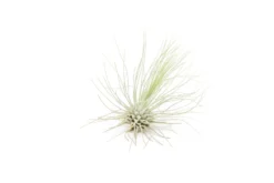 Tillandsia Argentea Thin Air Plants -Air Plant Supply Store Tillandsia Air Plant Argentea Thin 1 scaled