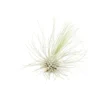 SALE Tillandsia Argentea Thin Air Plants - Set Of 5 Or 10 - 50% Off
