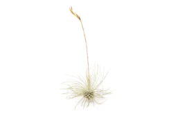 SALE Tillandsia Argentea Thin Air Plants - Set Of 5 Or 10 - 50% Off -Air Plant Supply Store Tillandsia Air Plant Argentea Thin 2 b30b7a45 2ef2 4713 86ca 6b0711751908 scaled