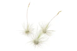 Tillandsia Argentea Thin Air Plants -Air Plant Supply Store Tillandsia Air Plant Argentea Thin 4 scaled