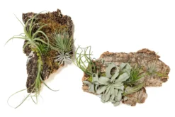 Fully Assembled Air Plant Cork Bark Displays - Multiple Sizes 29 Fully Assembled Air Plant Cork Bark Displays - Multiple Sizes -Air Plant Supply Store Tillandsia Air Plant Assembled Cork Bark 10 scaled