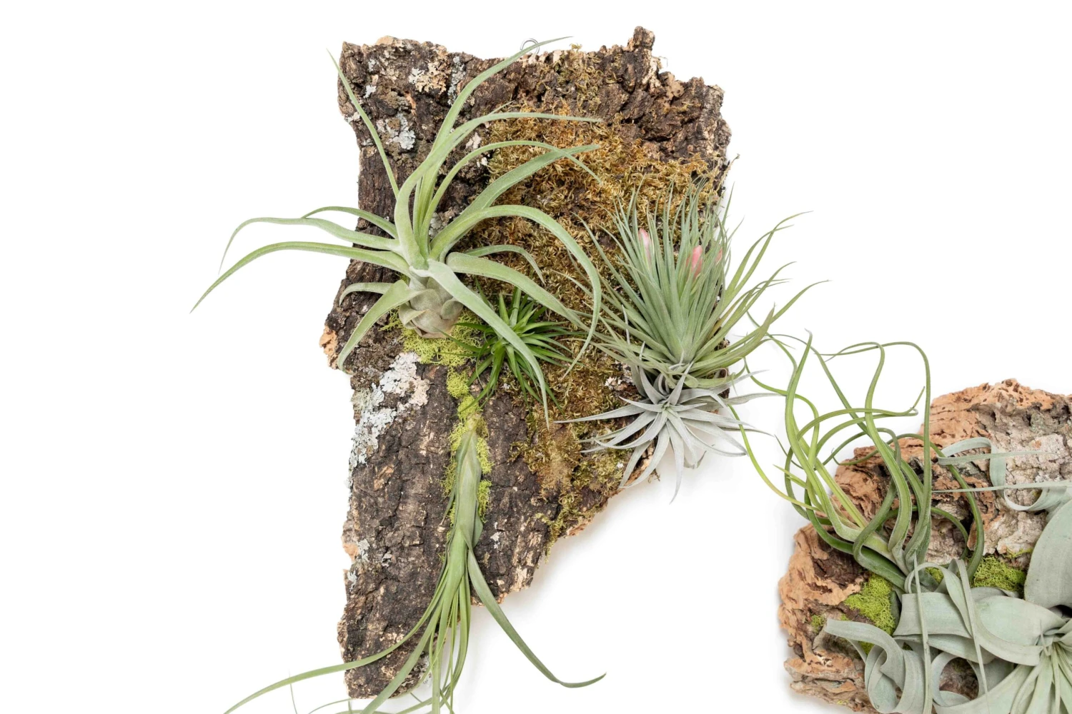 Fully Assembled Air Plant Cork Bark Displays - Multiple Sizes 13 Fully Assembled Air Plant Cork Bark Displays - Multiple Sizes - Image 13