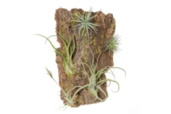 Fully Assembled Air Plant Cork Bark Displays - Multiple Sizes 33 Fully Assembled Air Plant Cork Bark Displays - Multiple Sizes -Air Plant Supply Store Tillandsia Air Plant Assembled Cork Bark 14 scaled