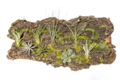 Fully Assembled Air Plant Cork Bark Displays - Multiple Sizes 36 Fully Assembled Air Plant Cork Bark Displays - Multiple Sizes -Air Plant Supply Store Tillandsia Air Plant Assembled Cork Bark 17 scaled