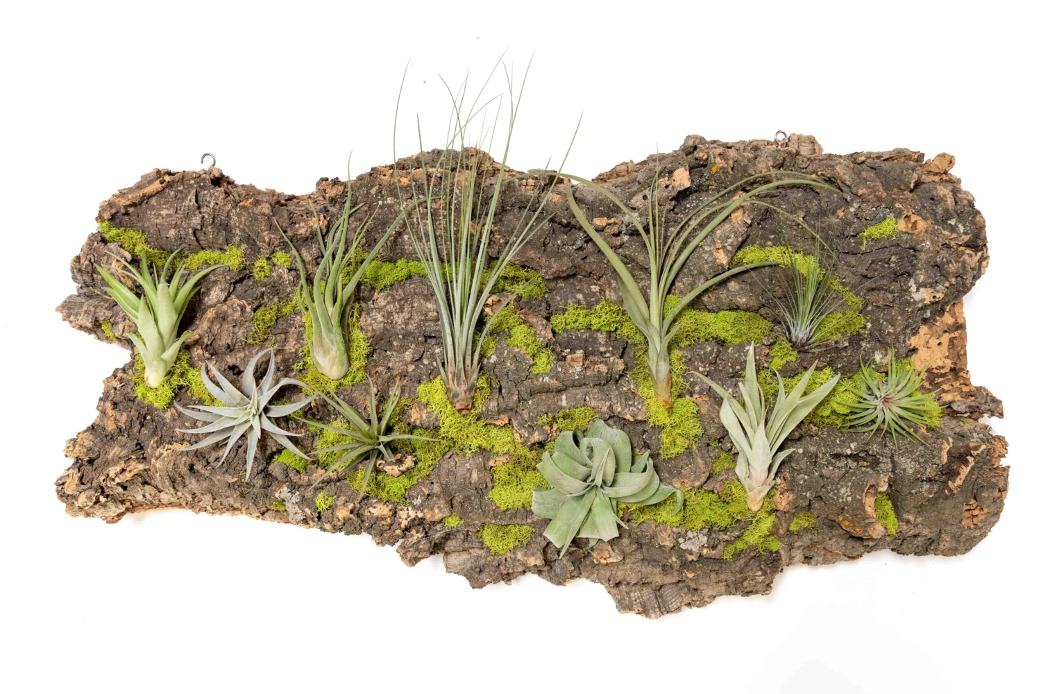 Fully Assembled Air Plant Cork Bark Displays - Multiple Sizes 18 Fully Assembled Air Plant Cork Bark Displays - Multiple Sizes - Image 18
