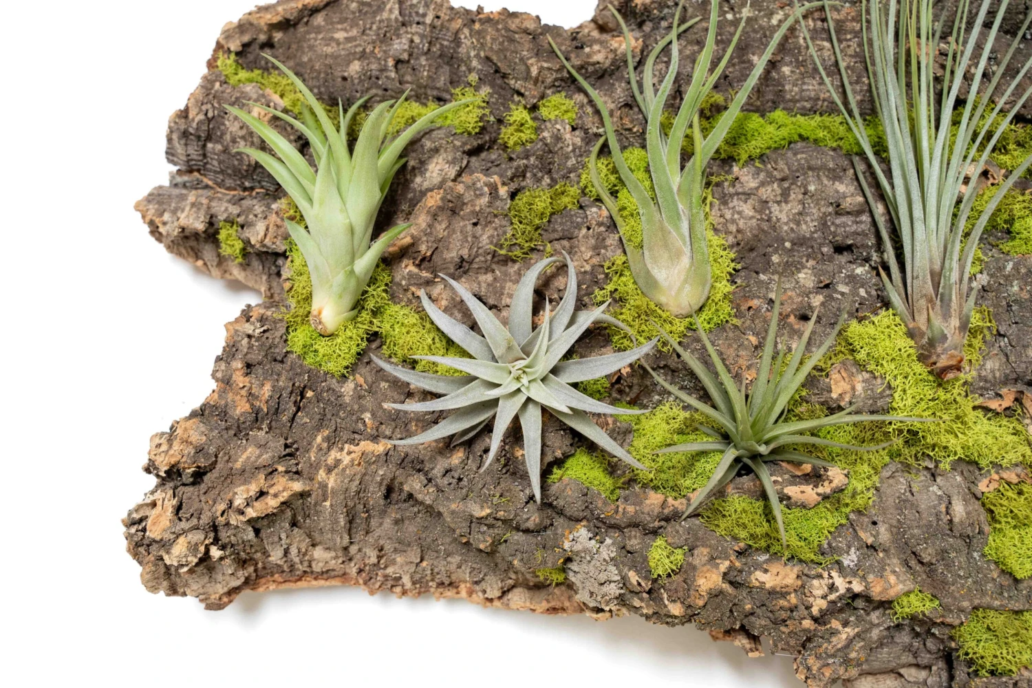 Fully Assembled Air Plant Cork Bark Displays - Multiple Sizes 19 Fully Assembled Air Plant Cork Bark Displays - Multiple Sizes - Image 19