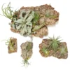 Fully Assembled Air Plant Cork Bark Displays - Multiple Sizes