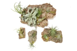 Fully Assembled Air Plant Cork Bark Displays - Multiple Sizes