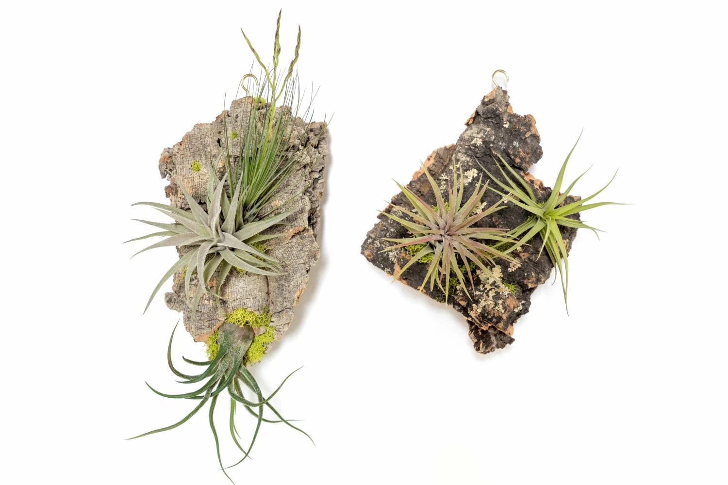 Fully Assembled Air Plant Cork Bark Displays - Multiple Sizes 5 Fully Assembled Air Plant Cork Bark Displays - Multiple Sizes - Image 5