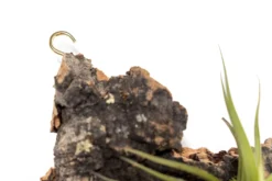 Fully Assembled Air Plant Cork Bark Displays - Multiple Sizes 24 Fully Assembled Air Plant Cork Bark Displays - Multiple Sizes -Air Plant Supply Store Tillandsia Air Plant Assembled Cork Bark 3 scaled