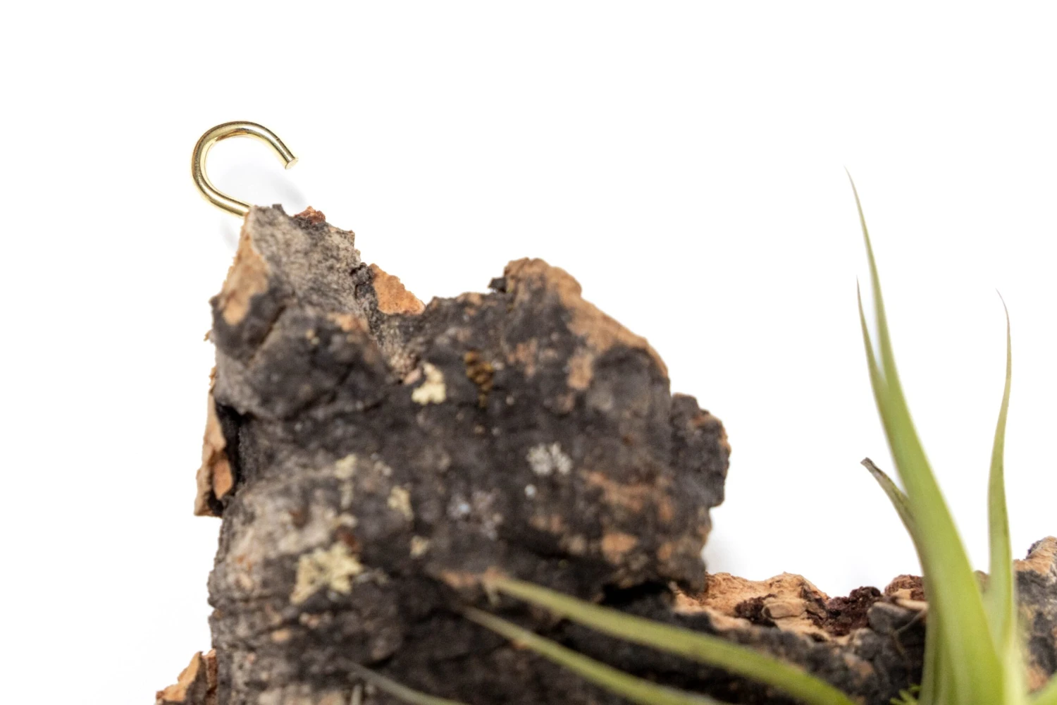 Fully Assembled Air Plant Cork Bark Displays - Multiple Sizes 6 Fully Assembled Air Plant Cork Bark Displays - Multiple Sizes - Image 6