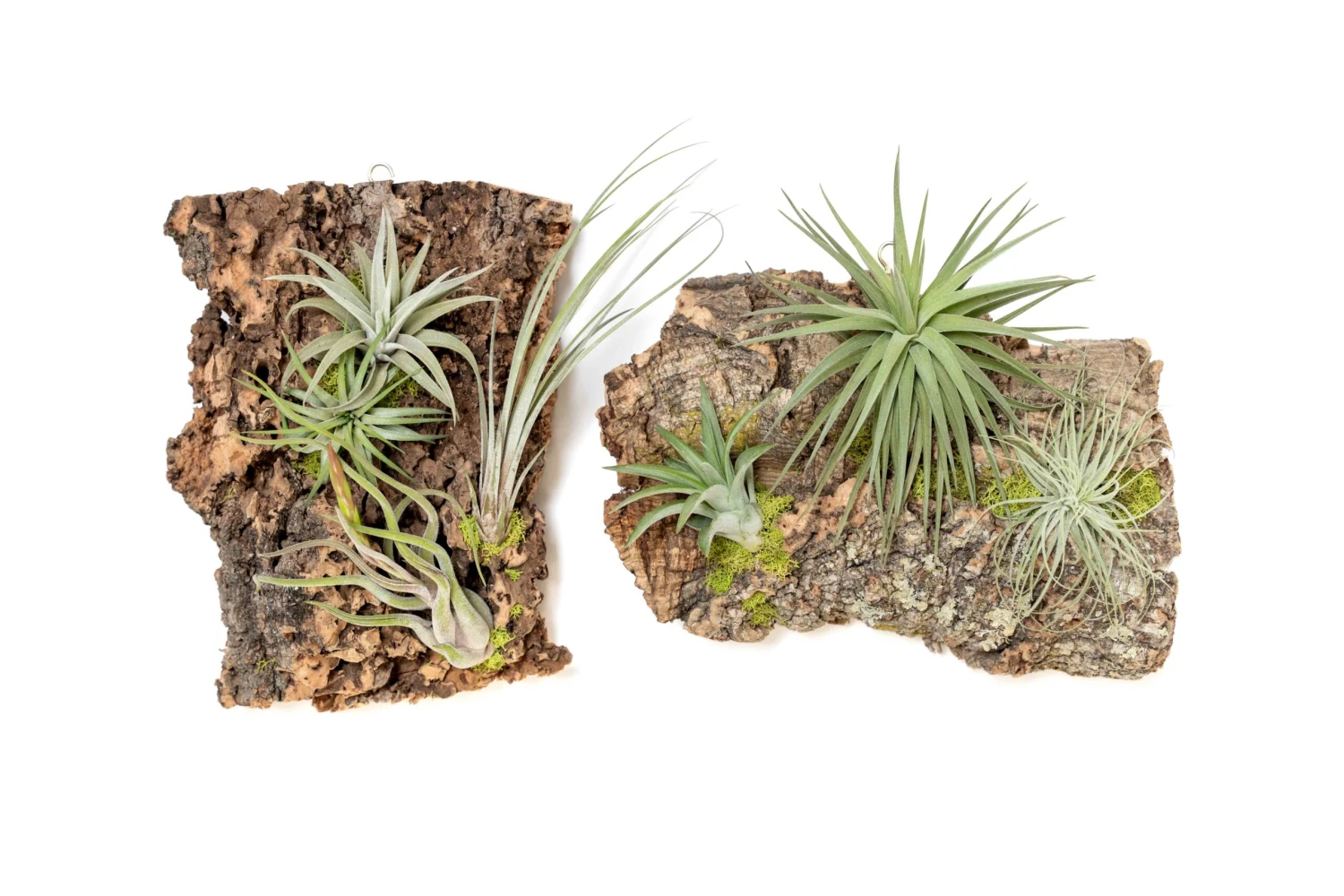 Fully Assembled Air Plant Cork Bark Displays - Multiple Sizes 7 Fully Assembled Air Plant Cork Bark Displays - Multiple Sizes - Image 7
