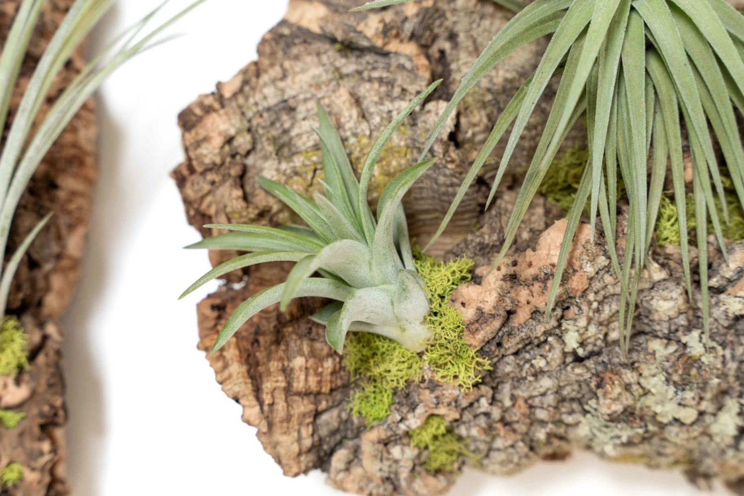 Fully Assembled Air Plant Cork Bark Displays - Multiple Sizes 9 Fully Assembled Air Plant Cork Bark Displays - Multiple Sizes - Image 9