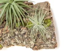 Fully Assembled Air Plant Cork Bark Displays - Multiple Sizes 28 Fully Assembled Air Plant Cork Bark Displays - Multiple Sizes -Air Plant Supply Store Tillandsia Air Plant Assembled Cork Bark 9 scaled