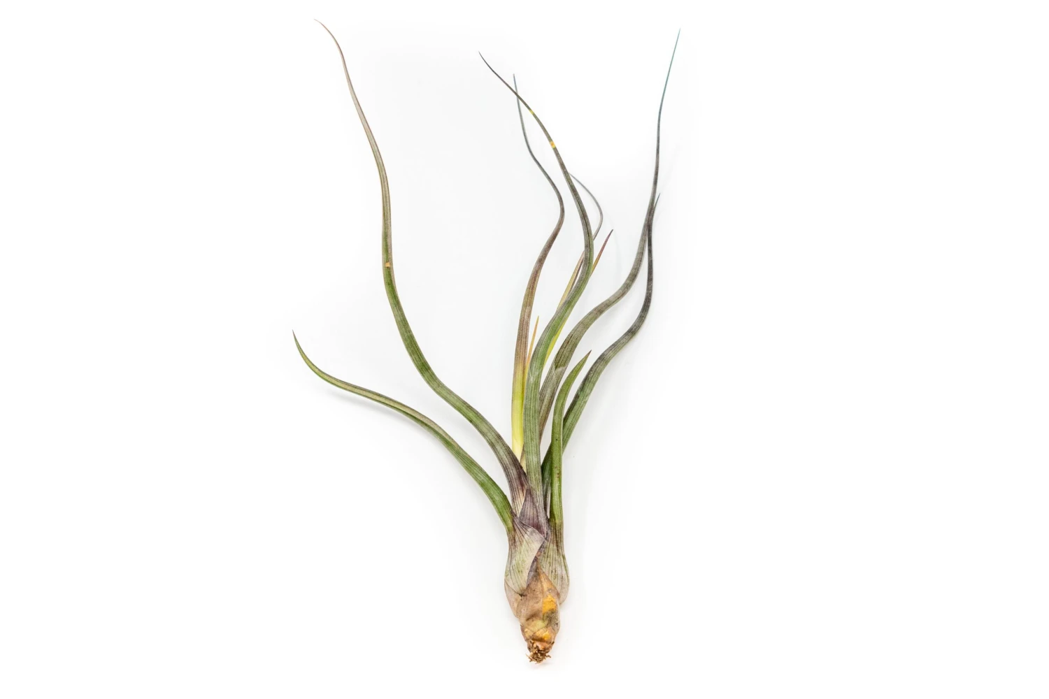 SALE - The Yucatan Collection Of Tillandsia Air Plants - Set Of 10 Or 20 - 50% Off 2 SALE - The Yucatan Collection Of Tillandsia Air Plants - Set Of 10 Or 20 - 50% Off - Image 2