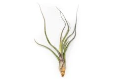 SALE - Tillandsia Baileyi Air Plants - Set Of 5 Or 10 - 50% Off 7 SALE - Tillandsia Baileyi Air Plants - Set Of 5 Or 10 - 50% Off -Air Plant Supply Store Tillandsia Air Plant Baileyi 2 9fa69f82 5e01 4bd3 bf31 166bbf52cc63