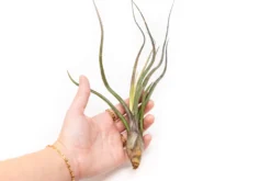 XL Tillandsia Baileyi Air Plants / 9-12 Inch Plants