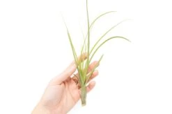 Tillandsia Balbisiana Air Plants -Air Plant Supply Store Tillandsia Air Plant Balbisiana 1