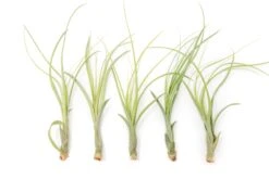 Tillandsia Balbisiana Air Plants -Air Plant Supply Store Tillandsia Air Plant Balbisiana 2