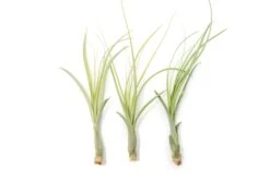 Tillandsia Balbisiana Air Plants -Air Plant Supply Store Tillandsia Air Plant Balbisiana 3