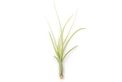 Tillandsia Balbisiana Air Plants -Air Plant Supply Store Tillandsia Air Plant Balbisiana 4