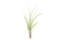 Tillandsia Balbisiana Air Plants -Air Plant Supply Store Tillandsia Air Plant Balbisiana 4 scaled