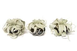 Air Plant Miniature Dish Garden With Tillandsia Seedling Xerographica -Air Plant Supply Store Tillandsia Air Plant Black Glazed Terracotta Pot Dish 11