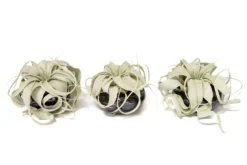 Air Plant Miniature Dish Garden With Tillandsia Seedling Xerographica 9 Air Plant Miniature Dish Garden With Tillandsia Seedling Xerographica -Air Plant Supply Store Tillandsia Air Plant Black Glazed Terracotta Pot Dish 11 scaled