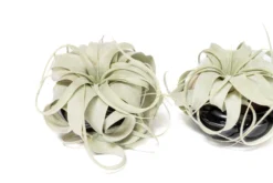 Air Plant Miniature Dish Garden With Tillandsia Seedling Xerographica 10 Air Plant Miniature Dish Garden With Tillandsia Seedling Xerographica -Air Plant Supply Store Tillandsia Air Plant Black Glazed Terracotta Pot Dish 12 scaled