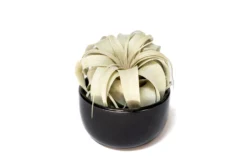 Black Glazed Terracotta Pot For Tillandsia Xerographica & Large Plant Assortments -Air Plant Supply Store Tillandsia Air Plant Black Glazed Terracotta Pot Dish 15 scaled
