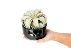 Black Glazed Terracotta Pot With Tillandsia Xerographica Air Plant