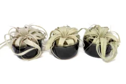 Black Glazed Terracotta Pot With Tillandsia Xerographica Air Plant 11 Black Glazed Terracotta Pot With Tillandsia Xerographica Air Plant -Air Plant Supply Store Tillandsia Air Plant Black Glazed Terracotta Pot Dish 18 049b0959 da35 4d14 a78b b1476f644931 scaled