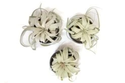 Black Glazed Terracotta Pot With Tillandsia Xerographica Air Plant -Air Plant Supply Store Tillandsia Air Plant Black Glazed Terracotta Pot Dish 19 5043e3a9 1d24 4870 b7f7 5395e2c8f2f2