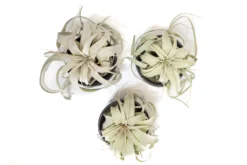 Black Glazed Terracotta Pot With Tillandsia Xerographica Air Plant 12 Black Glazed Terracotta Pot With Tillandsia Xerographica Air Plant -Air Plant Supply Store Tillandsia Air Plant Black Glazed Terracotta Pot Dish 19 5043e3a9 1d24 4870 b7f7 5395e2c8f2f2 scaled