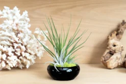 Miniature Black Glazed Tillandsia Air Plant Dish -Air Plant Supply Store Tillandsia Air Plant Black Glazed Terracotta Pot Dish 2 8ae27058 232a 4cf4 a5e9 207914d00fc7 scaled