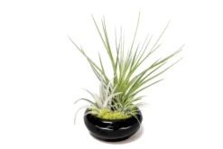 Fully Assembled Tillandsia Air Plant Dish Garden In Black Glazed Container -Air Plant Supply Store Tillandsia Air Plant Black Glazed Terracotta Pot Dish 3 scaled