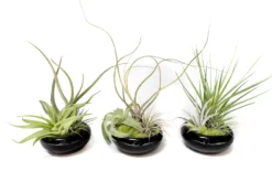 Fully Assembled Tillandsia Air Plant Dish Garden In Black Glazed Container -Air Plant Supply Store Tillandsia Air Plant Black Glazed Terracotta Pot Dish 5 scaled