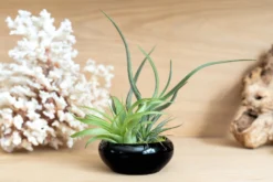 Fully Assembled Tillandsia Air Plant Dish Garden In Black Glazed Container -Air Plant Supply Store Tillandsia Air Plant Black Glazed Terracotta Pot Dish 5 f750e6bb 3c11 4d77 b81a 6739fc17c46a scaled