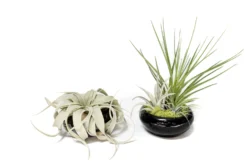 Fully Assembled Tillandsia Air Plant Dish Garden In Black Glazed Container -Air Plant Supply Store Tillandsia Air Plant Black Glazed Terracotta Pot Dish 6 scaled