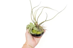 Miniature Black Glazed Tillandsia Air Plant Dish -Air Plant Supply Store Tillandsia Air Plant Black Glazed Terracotta Pot Dish 9 ba301856 30f2 4700 ab81 7b64a3eae716 scaled