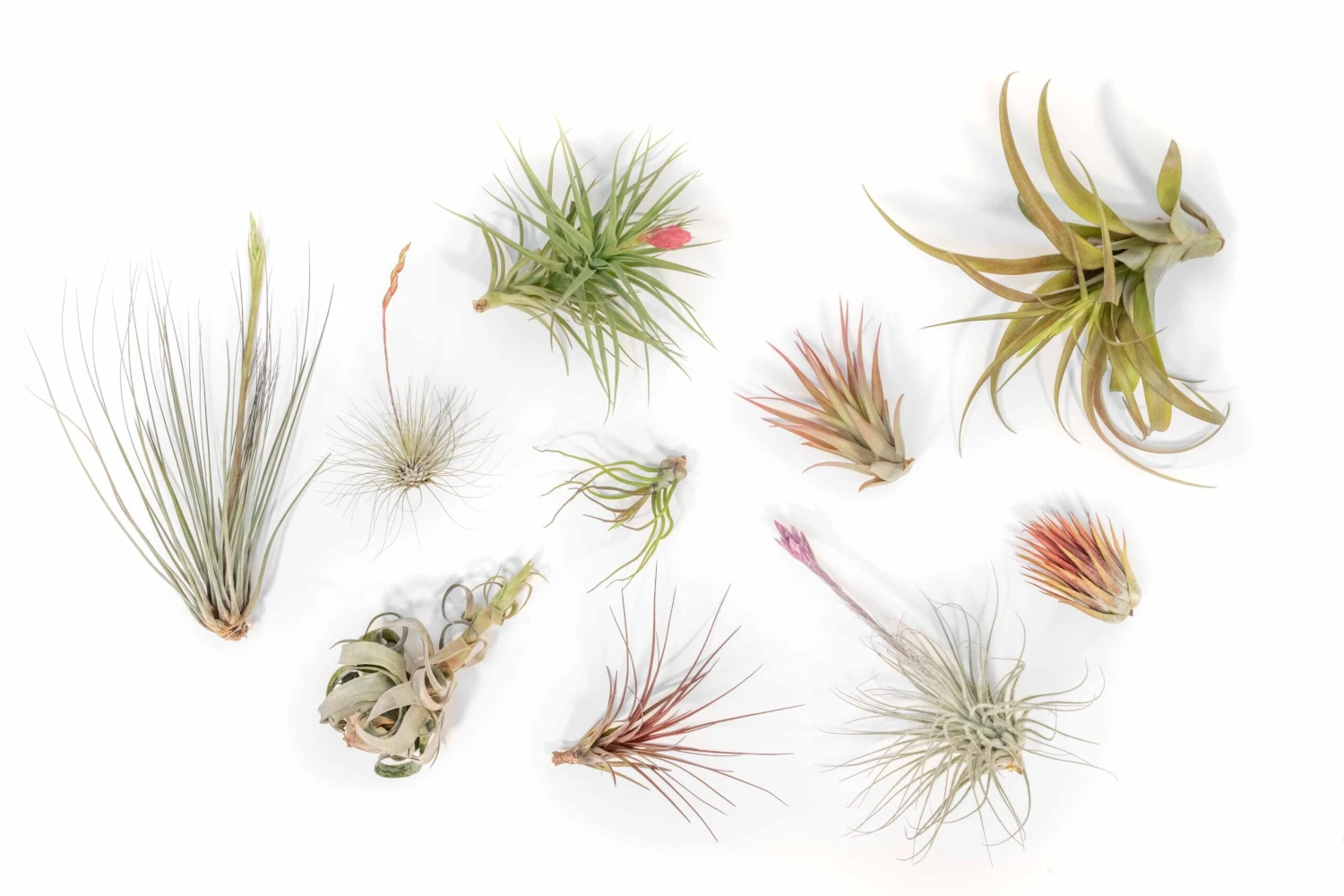SALE - Tillandsia Air Plant Color, Blush & Bud Pack - Set Of 10 Or 20 - 35% Off 2 SALE - Tillandsia Air Plant Color, Blush & Bud Pack - Set Of 10 Or 20 - 35% Off - Image 2