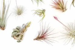 SALE - Tillandsia Air Plant Color, Blush & Bud Pack - Set Of 10 Or 20 - 35% Off 14 SALE - Tillandsia Air Plant Color, Blush & Bud Pack - Set Of 10 Or 20 - 35% Off -Air Plant Supply Store Tillandsia Air Plant Blooming Blushing 2 scaled