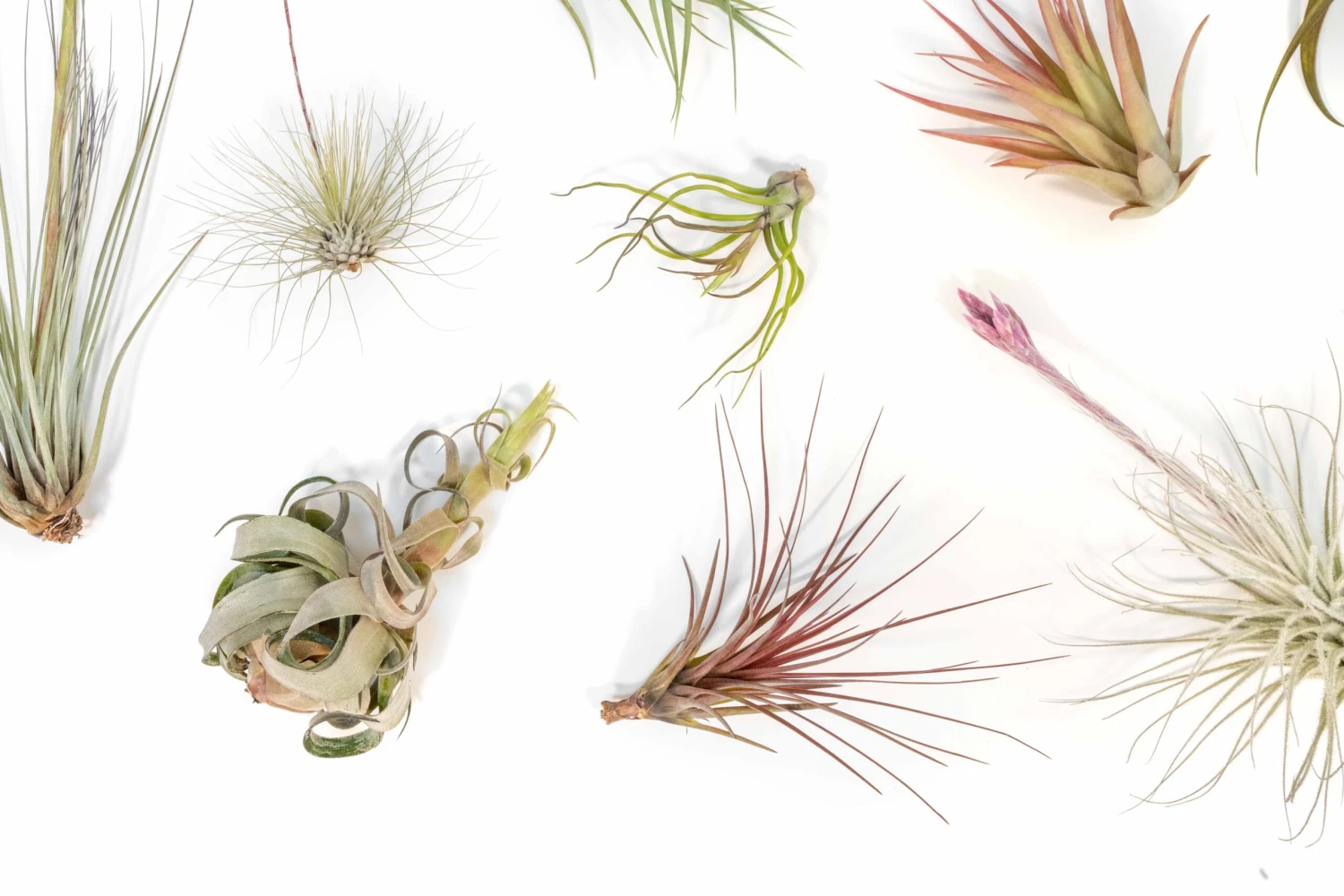 SALE - Tillandsia Air Plant Color, Blush & Bud Pack - Set Of 10 Or 20 - 35% Off 6 SALE - Tillandsia Air Plant Color, Blush & Bud Pack - Set Of 10 Or 20 - 35% Off - Image 6
